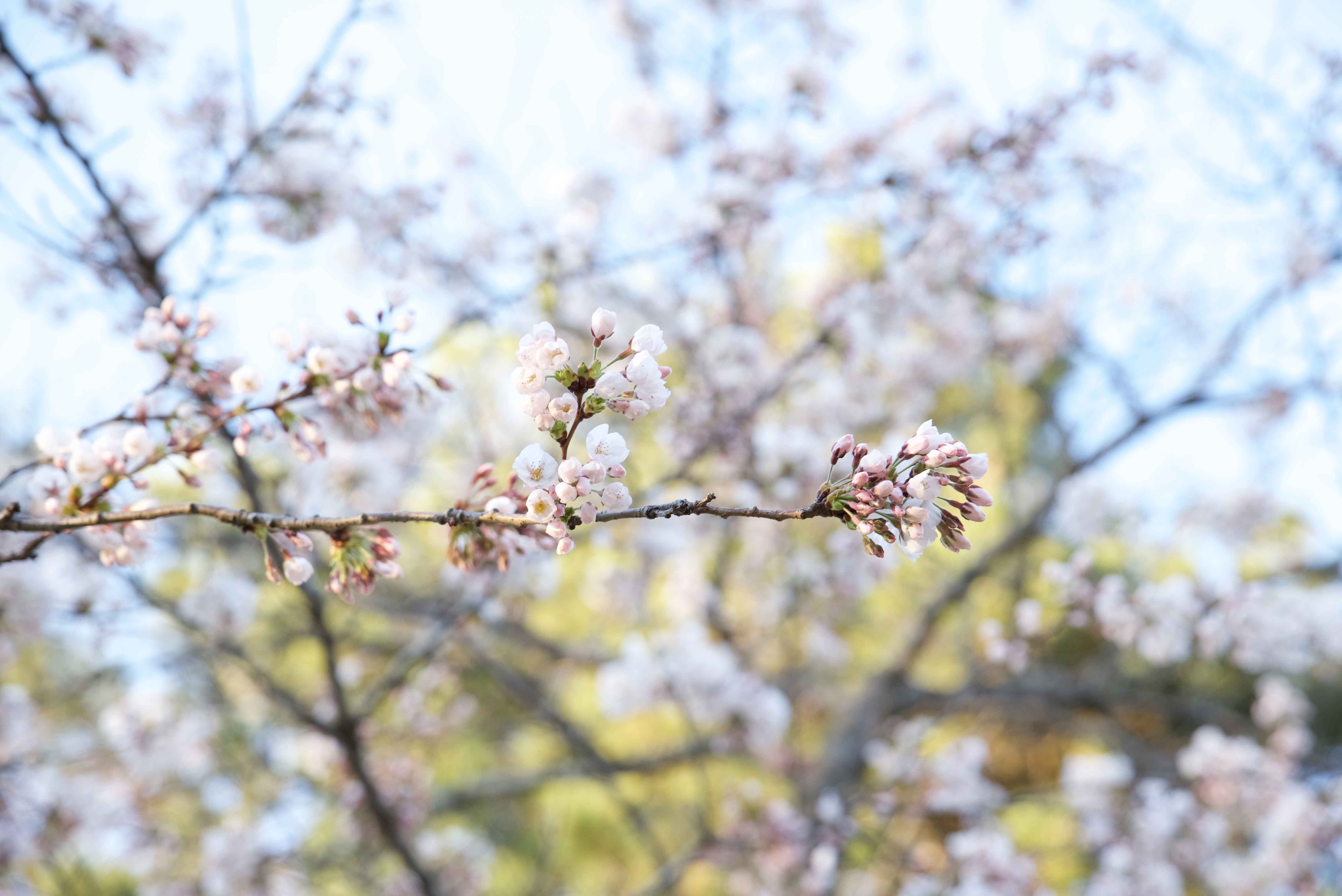 cherry-blossoms