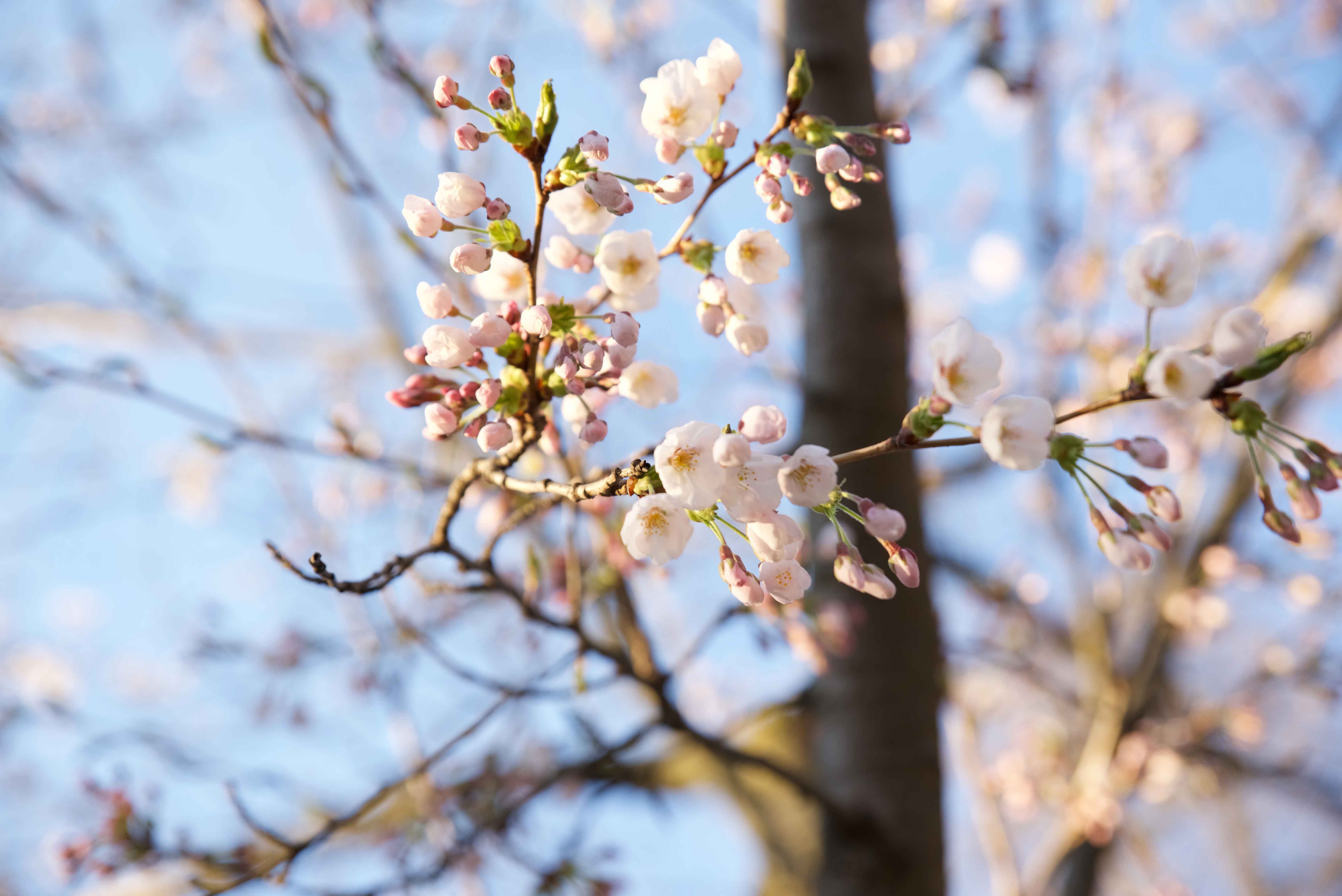 highpark-in-spring