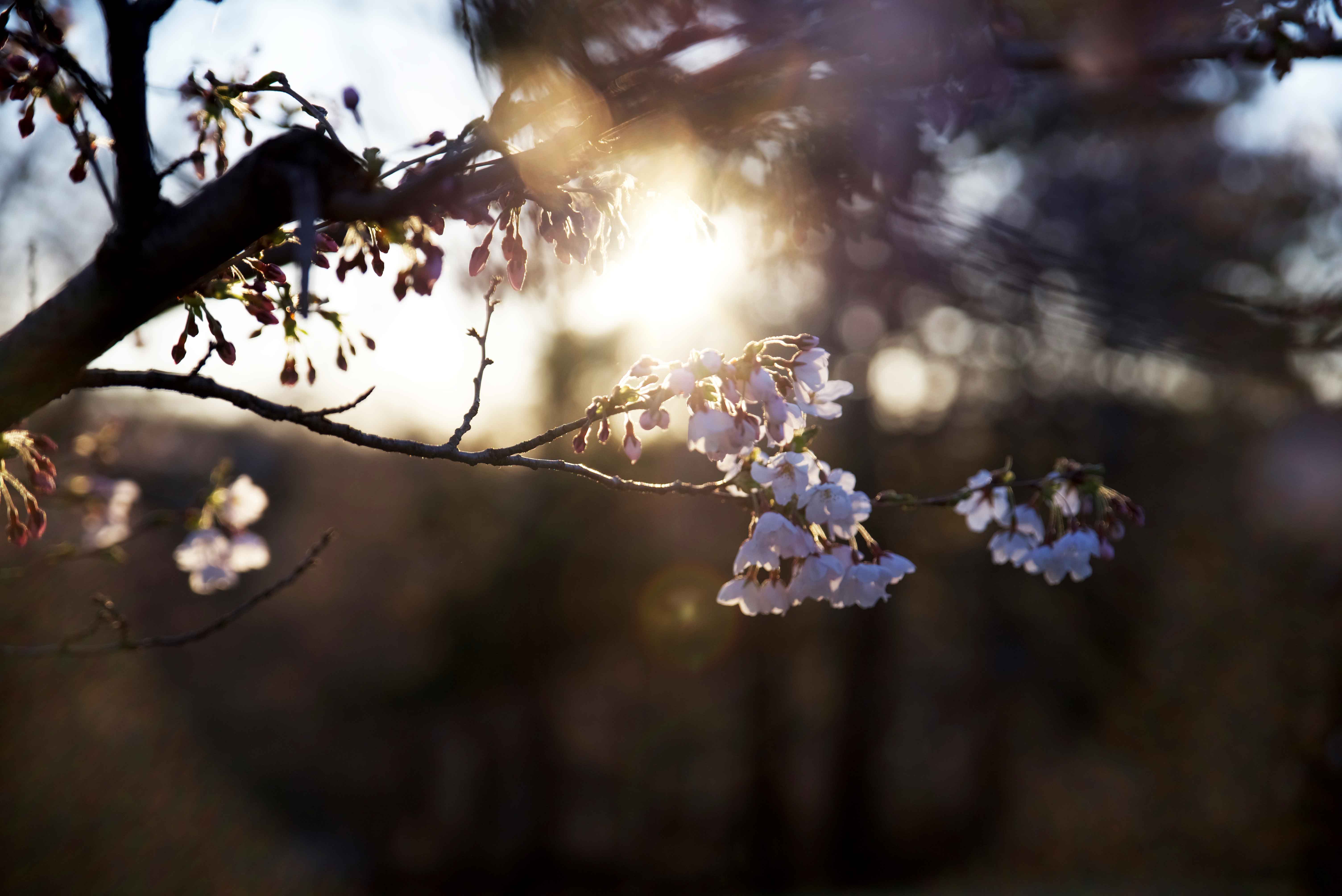 sunset-at-high-park