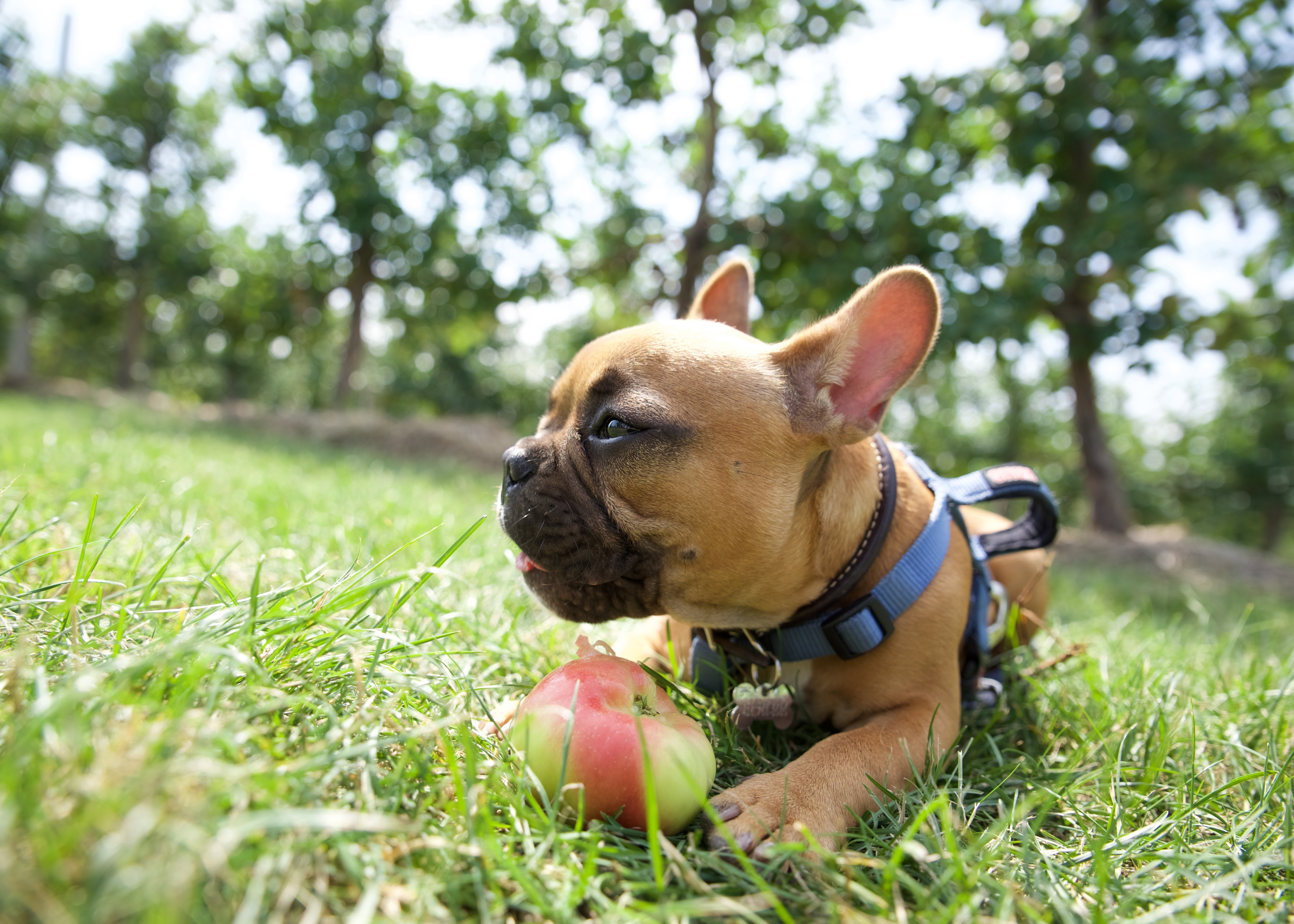 apple-taco