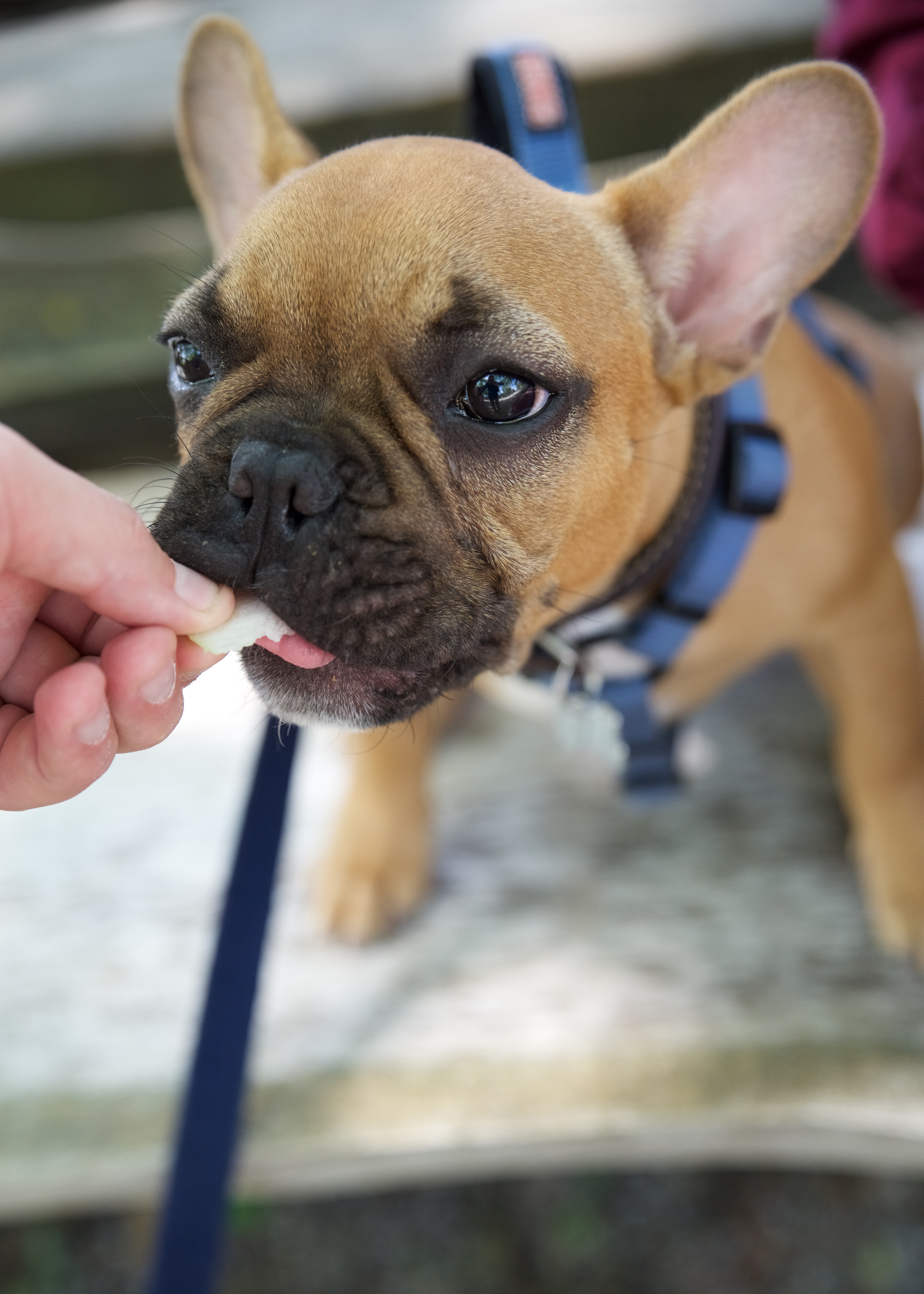 tacos-first-apple