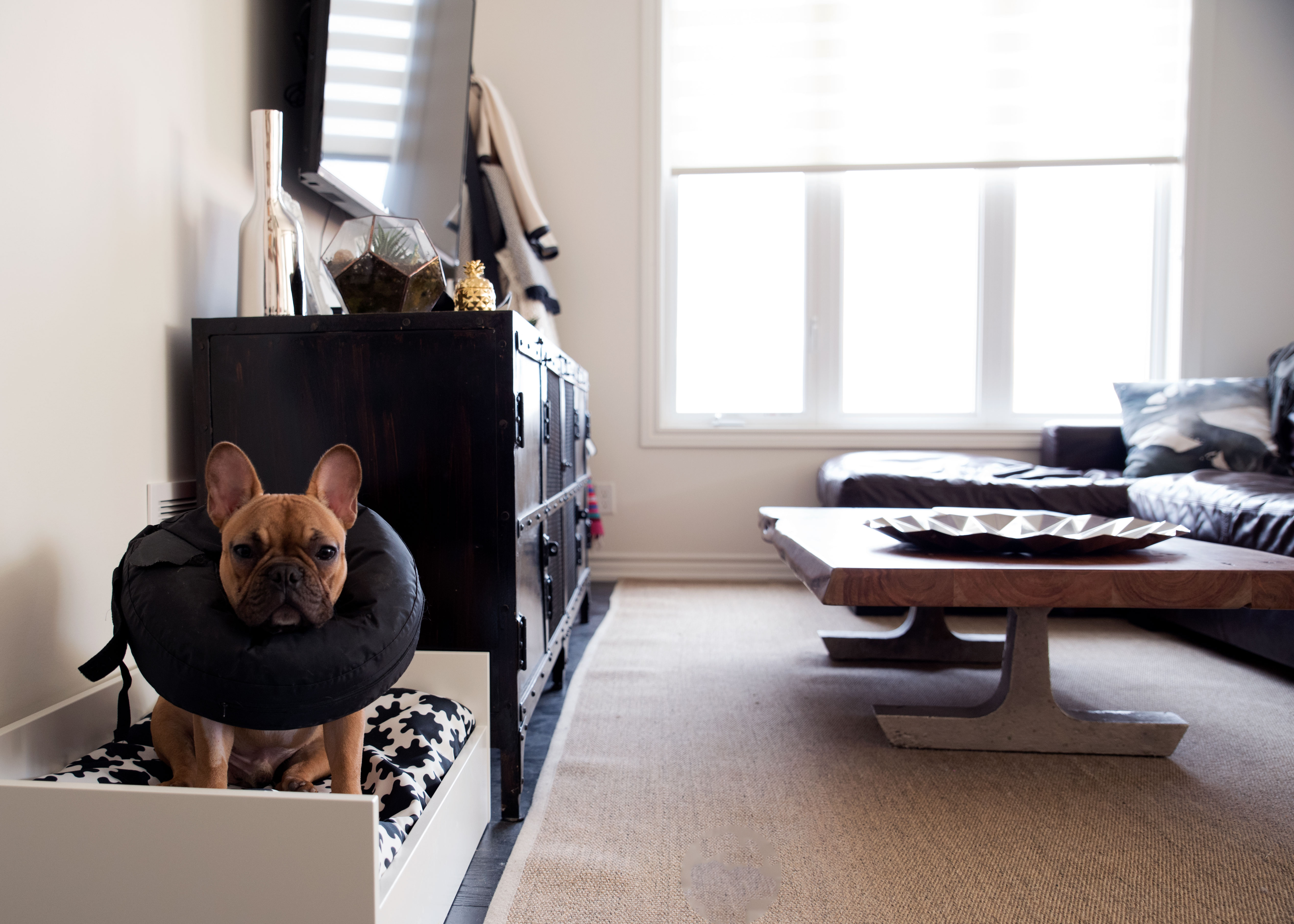 taco-in-living-room